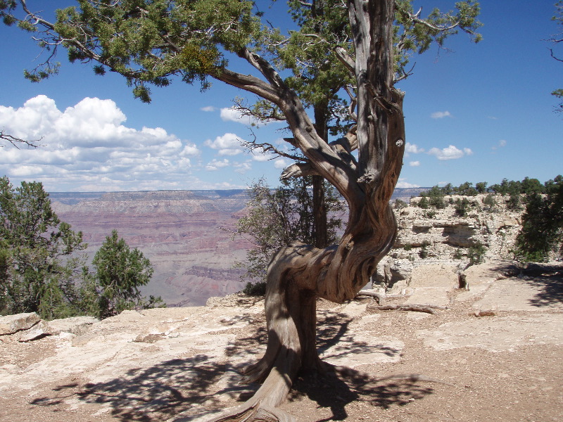 Grand Canyon 14