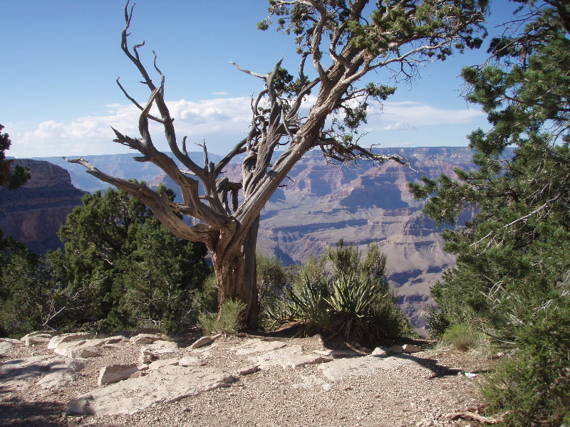 Grand Canyon 19