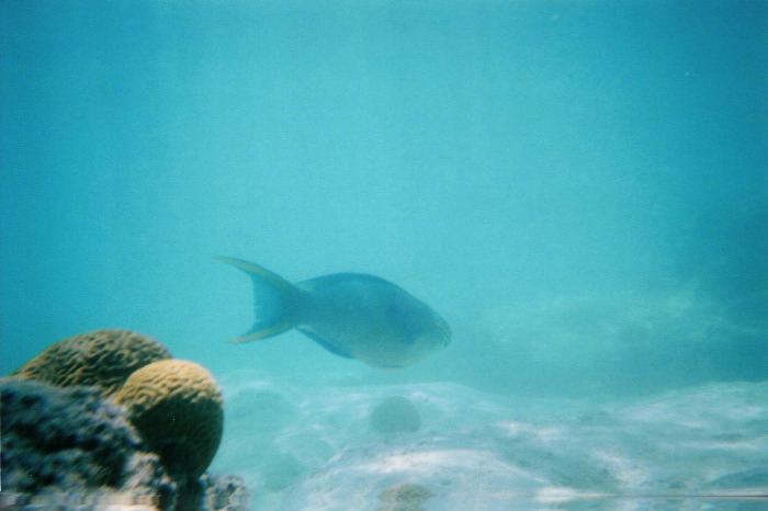 Snorkeling3