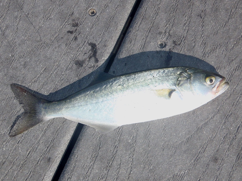 A baby bluefish