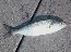 A baby bluefish
