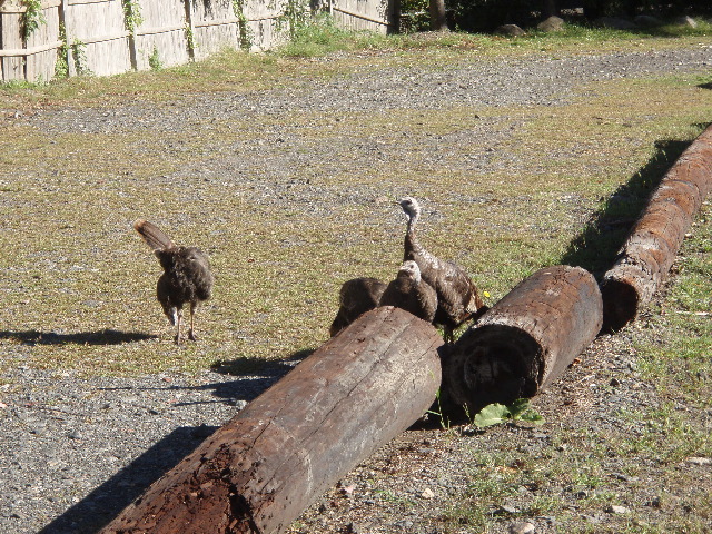 Turkeys in the Parking Lot2