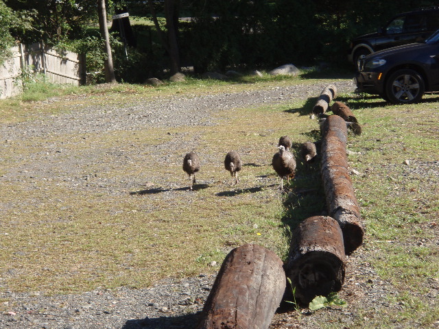 Turkeys in the Parking Lot1