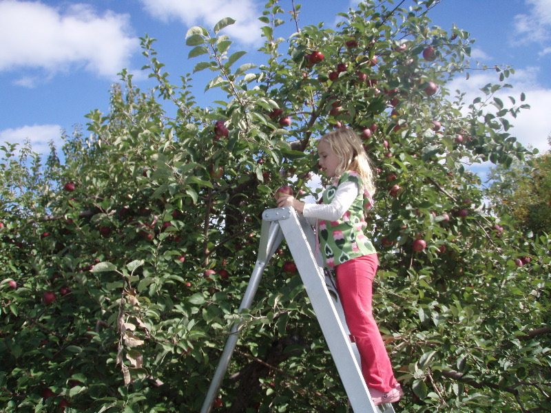 Apple picking ladder 5