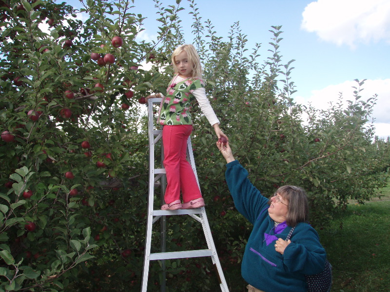 Apple picking ladder 6