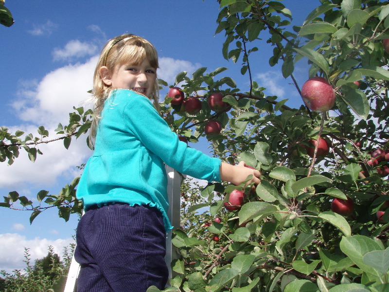 Apple picking ladder 3