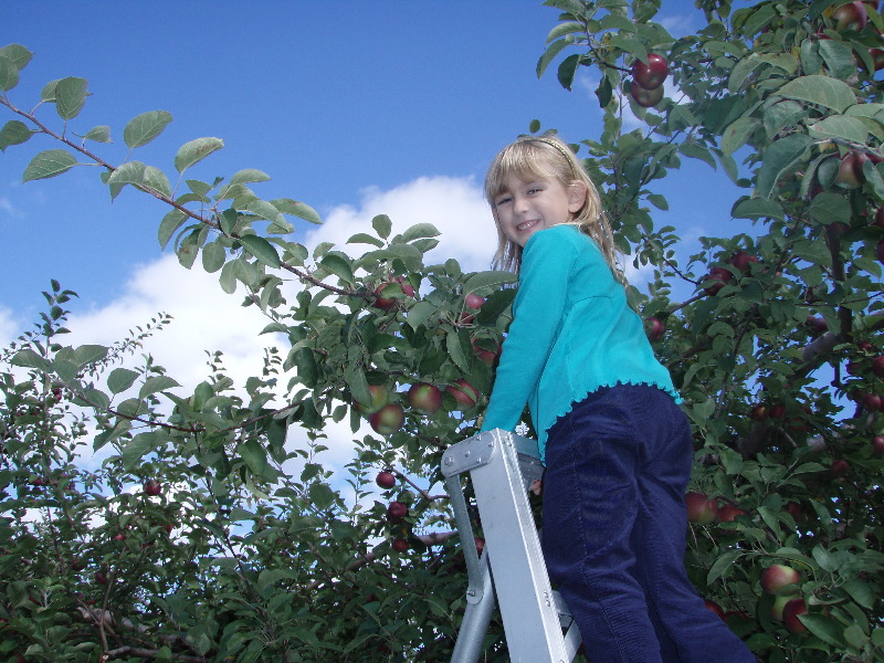 Apple picking ladder 4