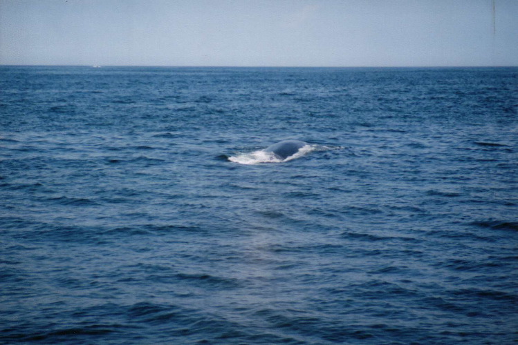 WhaleWatch3