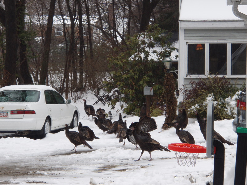 Turkeys Next Door 1