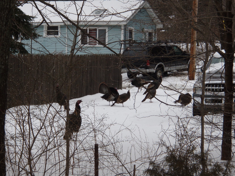 Turkeys Next Door 2