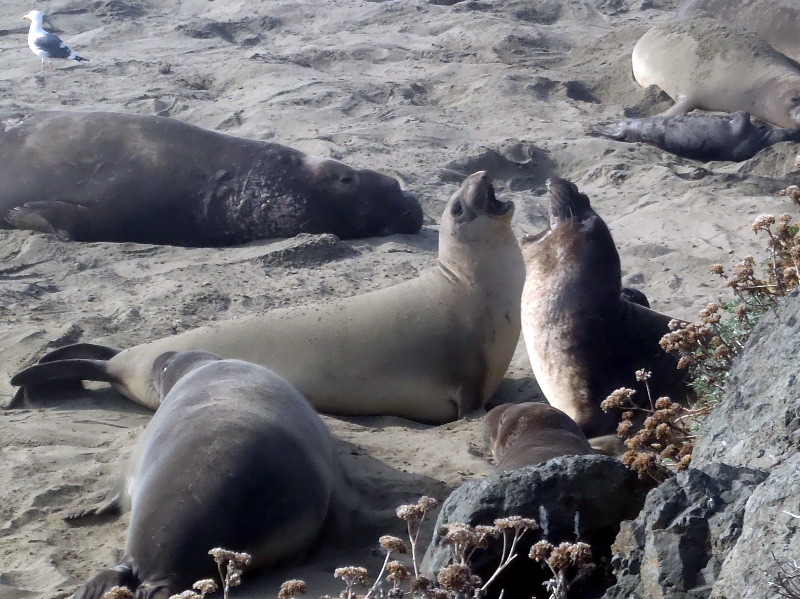 Elephant seals