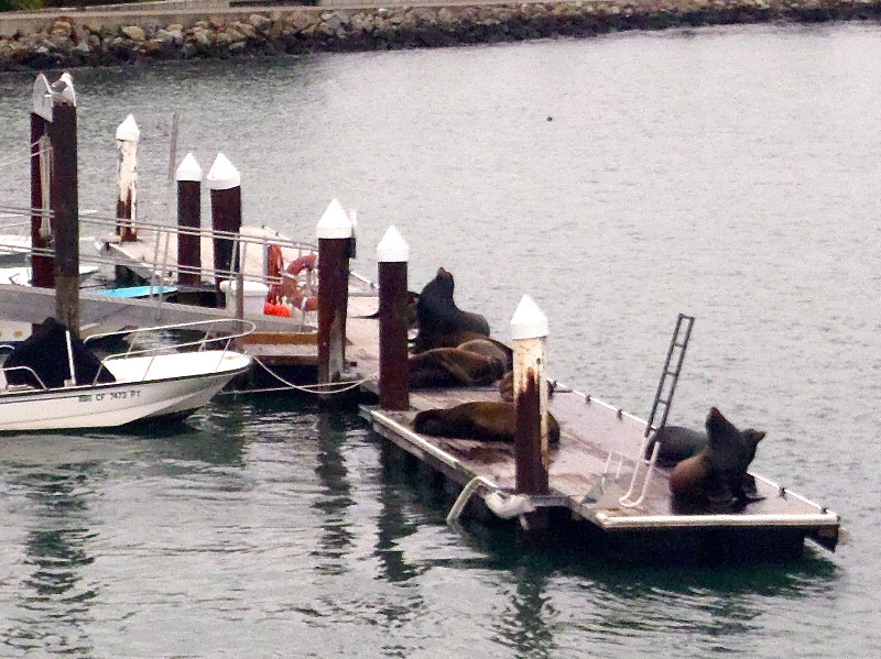 Santa Monica sea lions