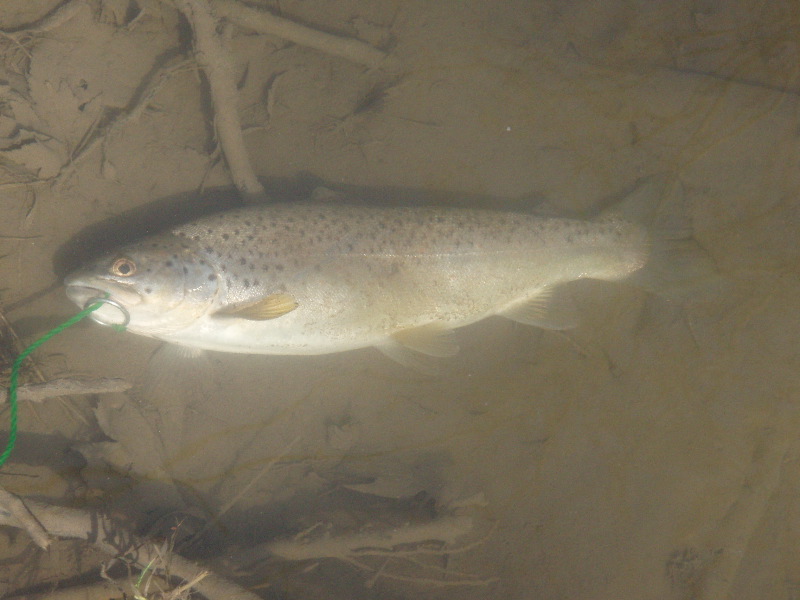 Brown Trout Opening Day