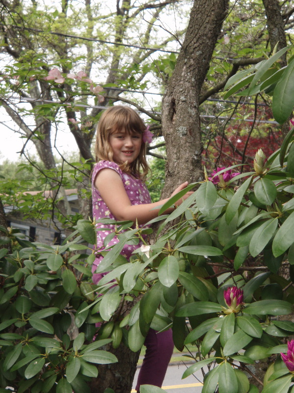 Tree Climb 1