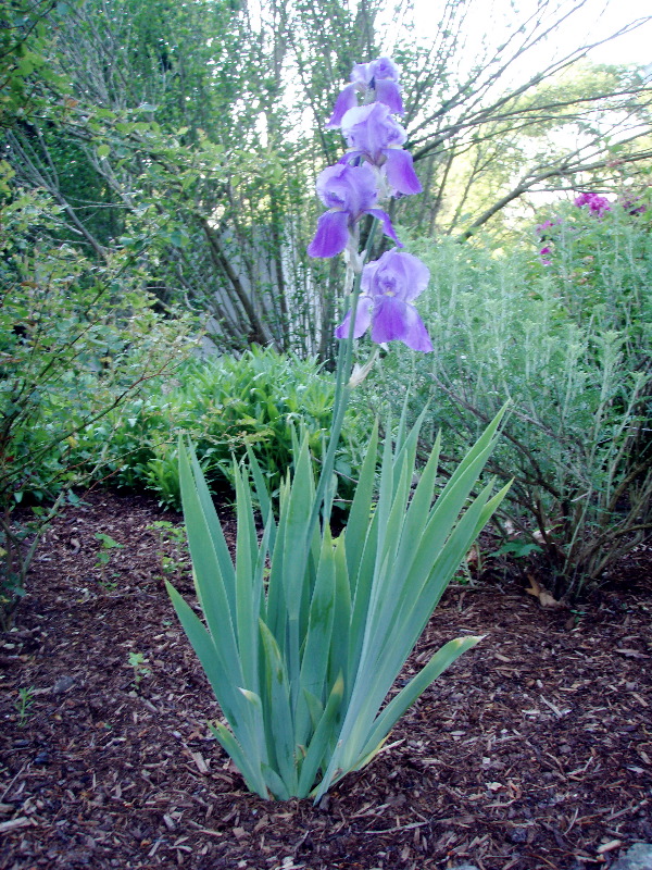 Side Garden 1