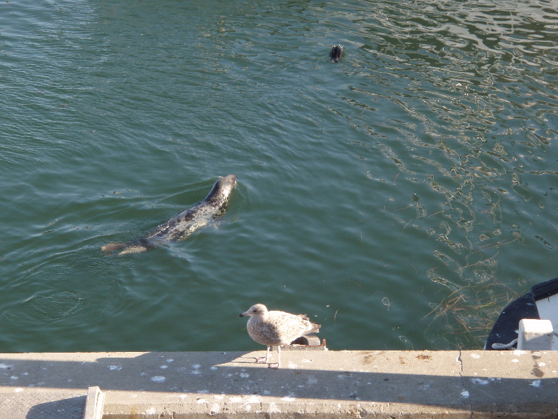 Chatham Fish Pier 1