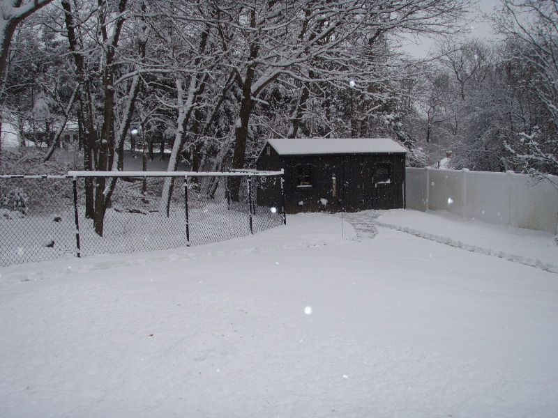 January Snow Shower